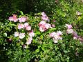 2008-0614_Roses_1420_18,6_C
